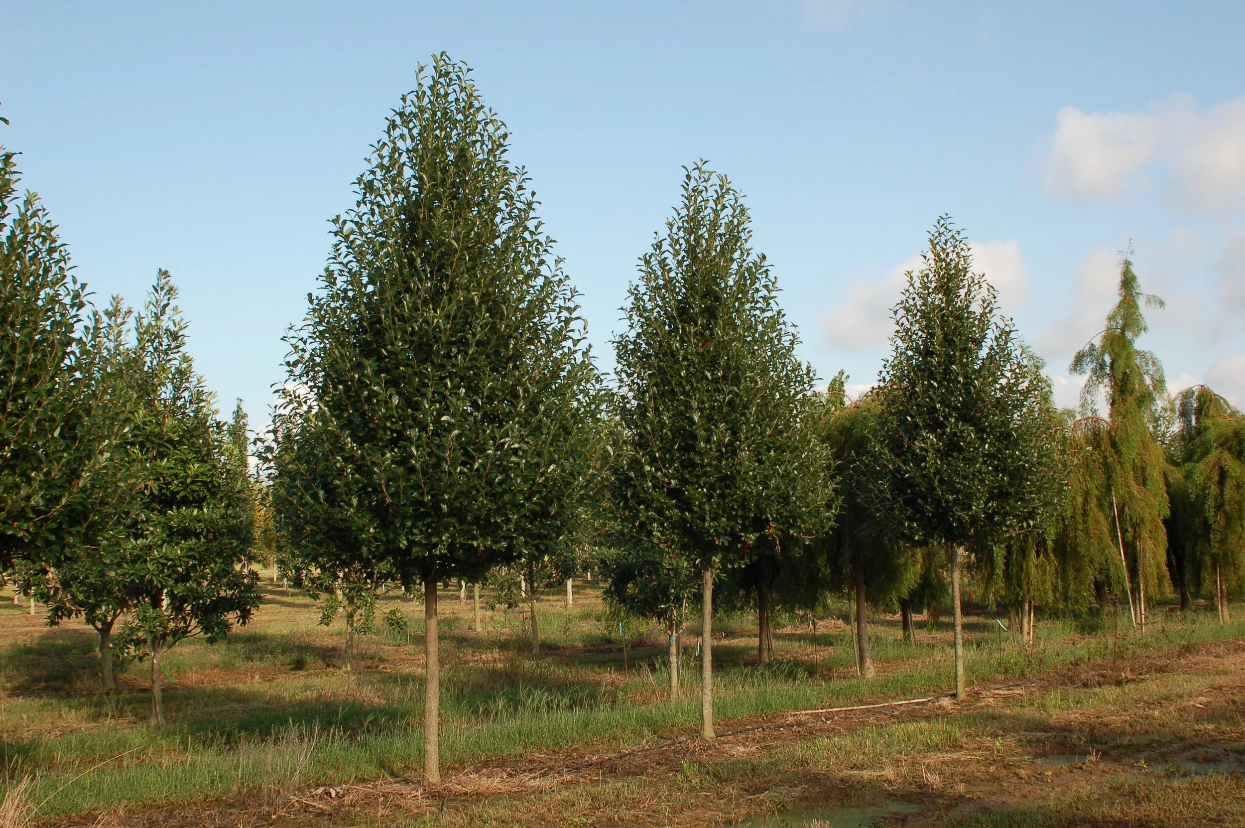 Green-Gable-Tupelo-Nyssa-sylvatica-habit-row.jpg