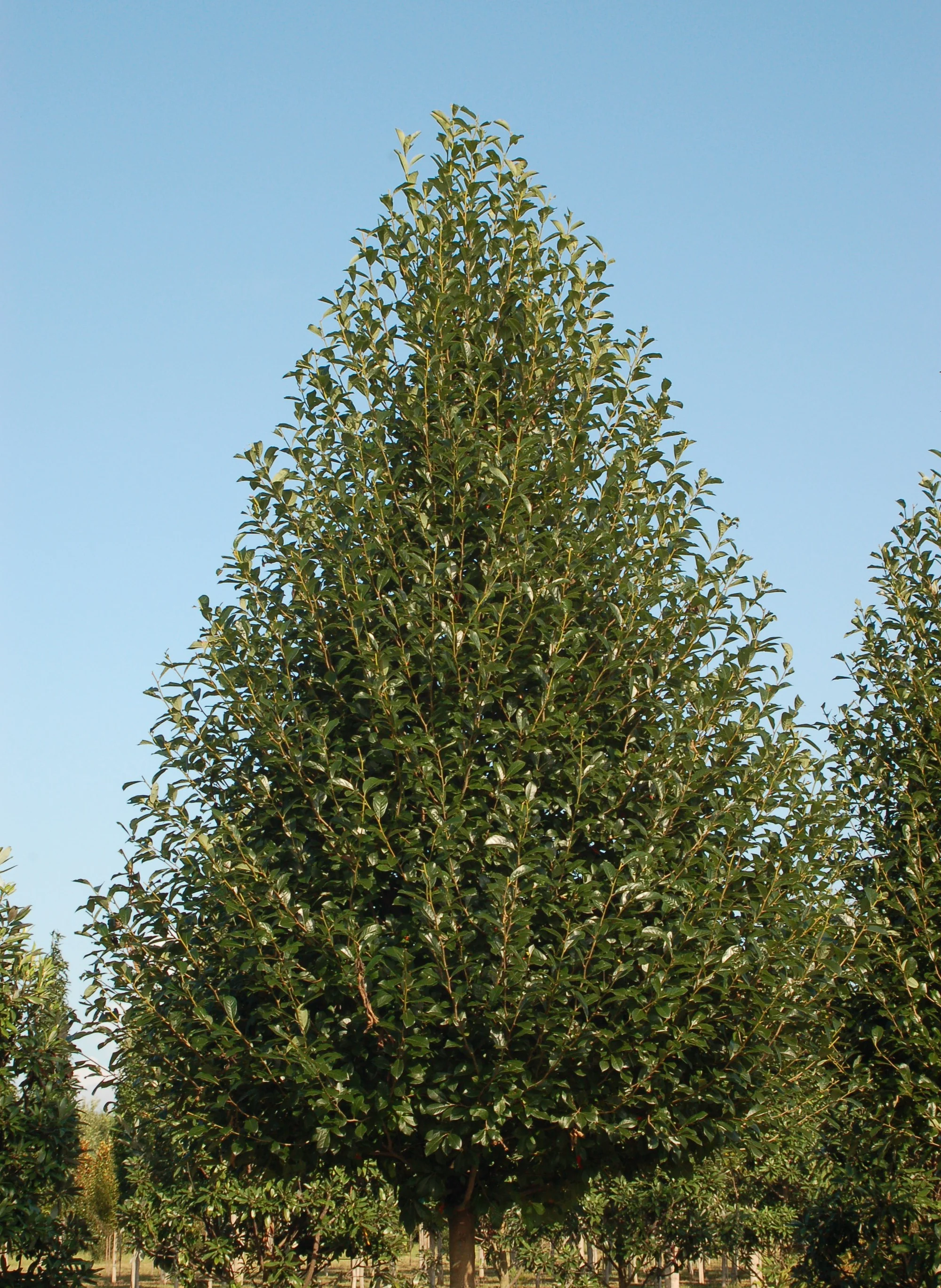 Green-Gable-Tupelo-Nyssa-sylvatica-form.jpg