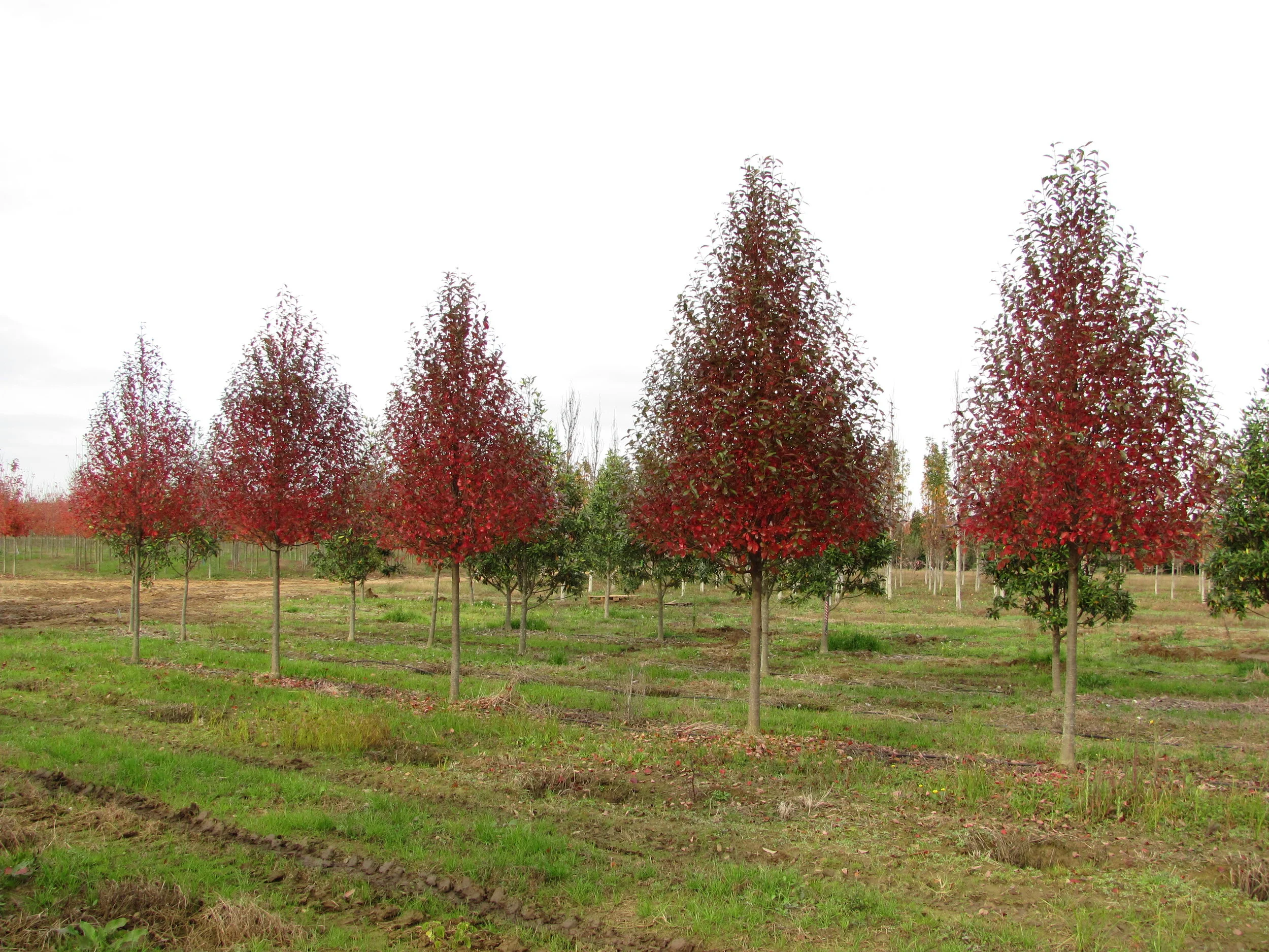 Green-Gable-Tupelo-Nyssa-sylvatica-fall-color-row-2.jpg