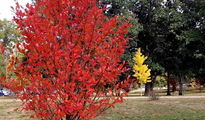 Green-Gable-Tupelo-Nyssa-sylvatica-fall-color-habit.jpg