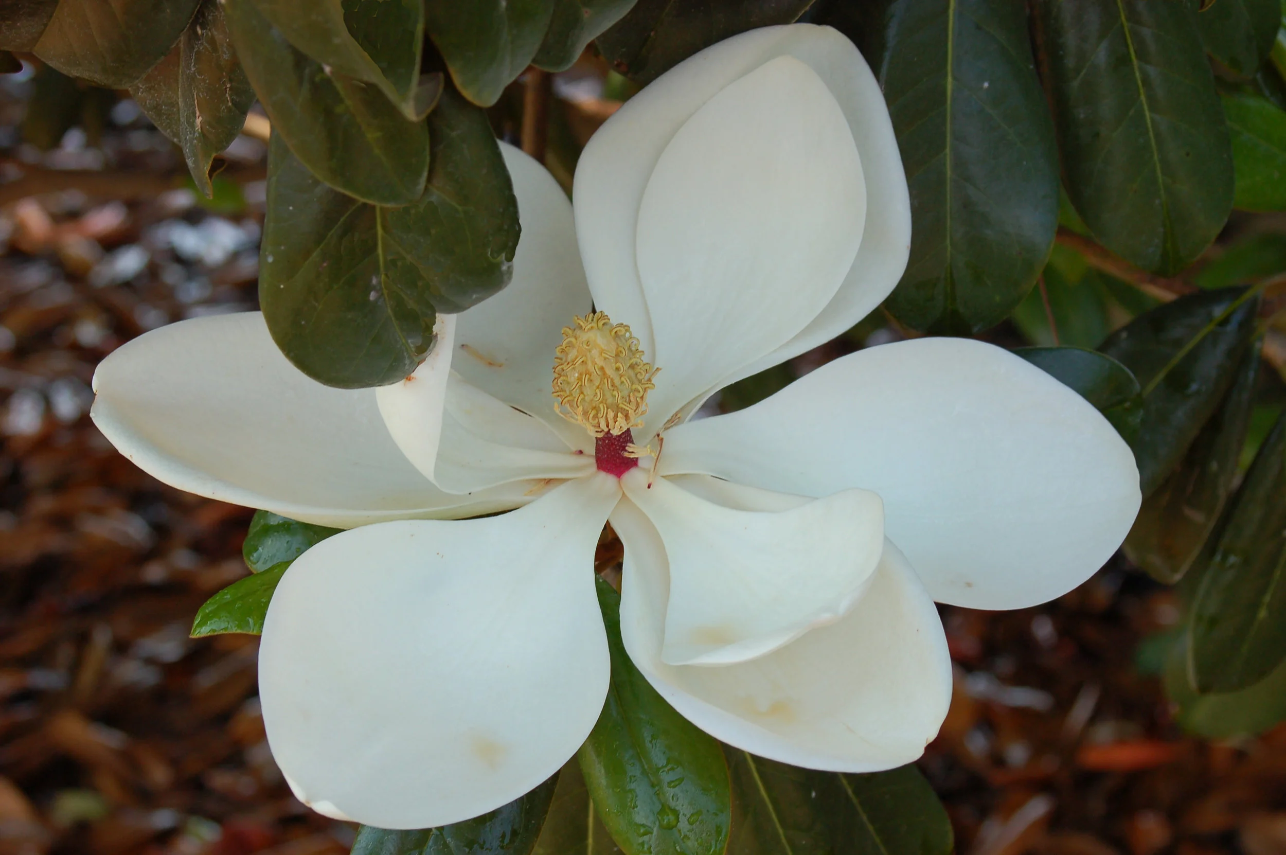 Greenback-Magnolia-Magnolia-Grandiflora-flower.jpg