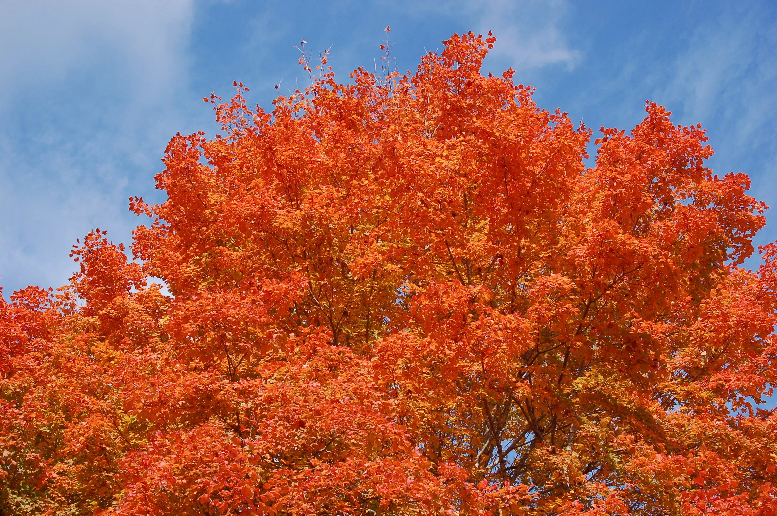 Harvest-Moon-Sugar-Maple-Acer-saccharum-fall-color-foliage-2.jpg