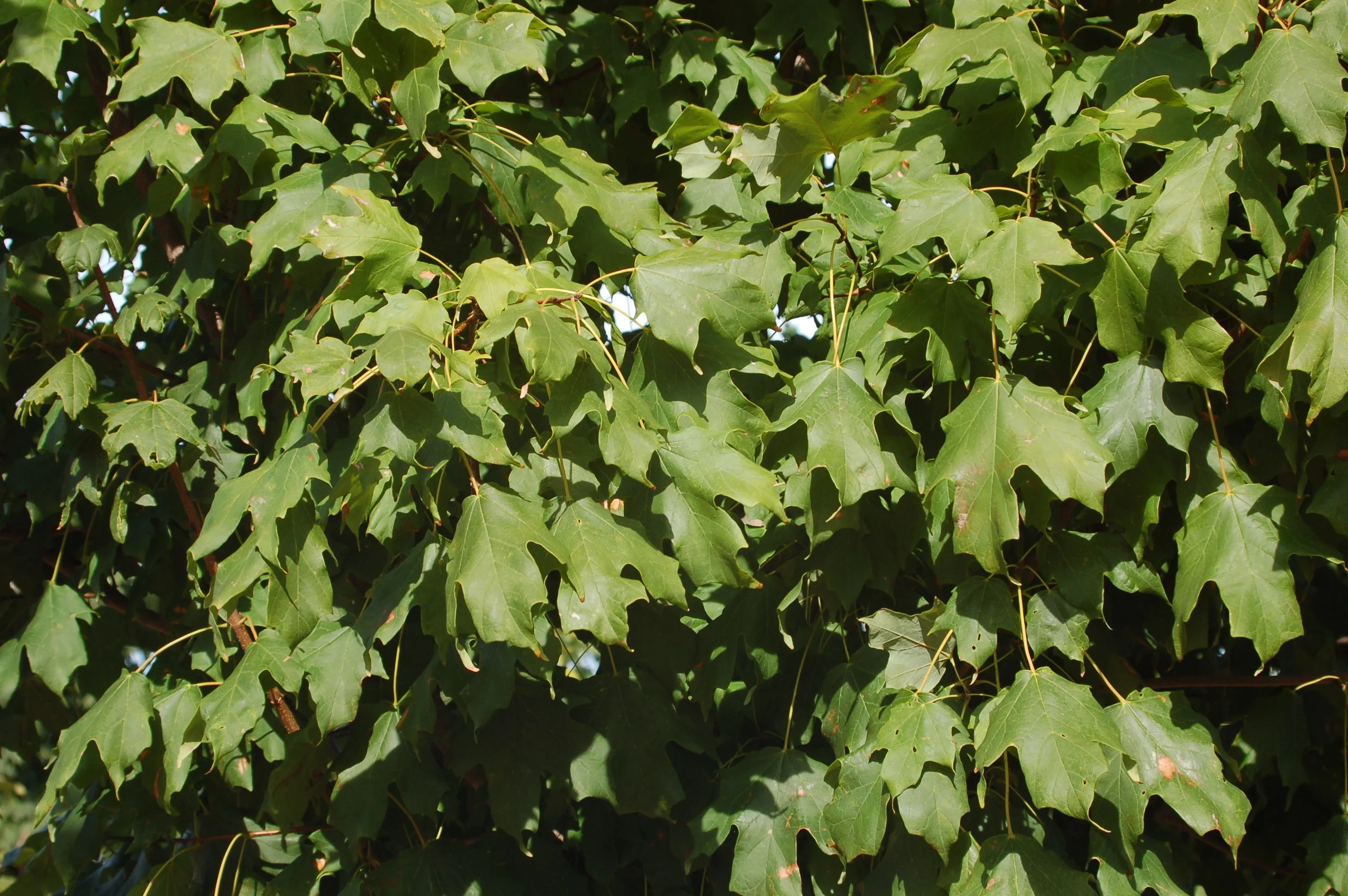 Harvest-Moon-Sugar-Maple-Acer-saccharum-foliage.jpg
