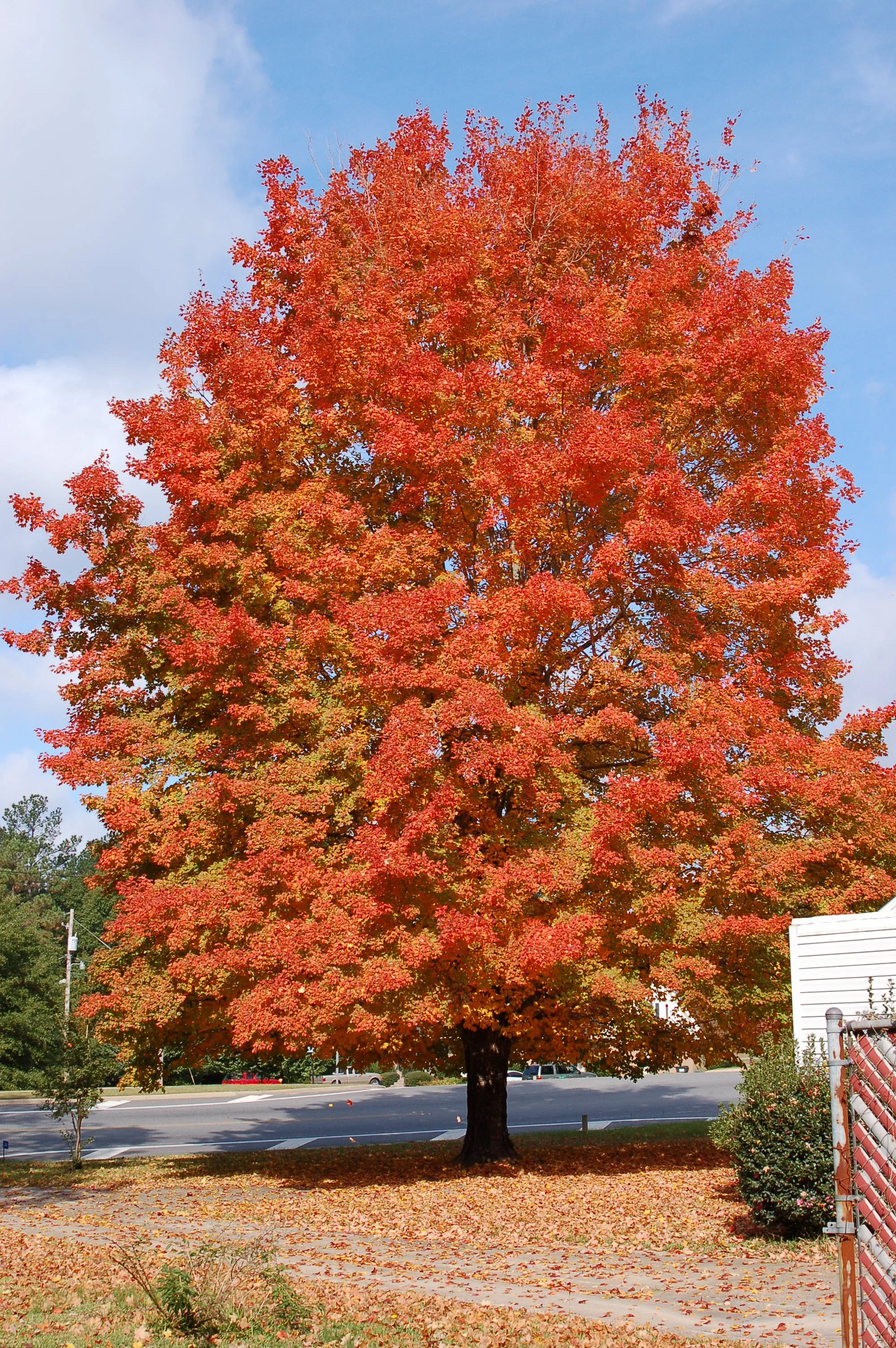 Harvest-Moon-Sugar-Maple-Acer-saccharum-fall-color-habit-2.jpg