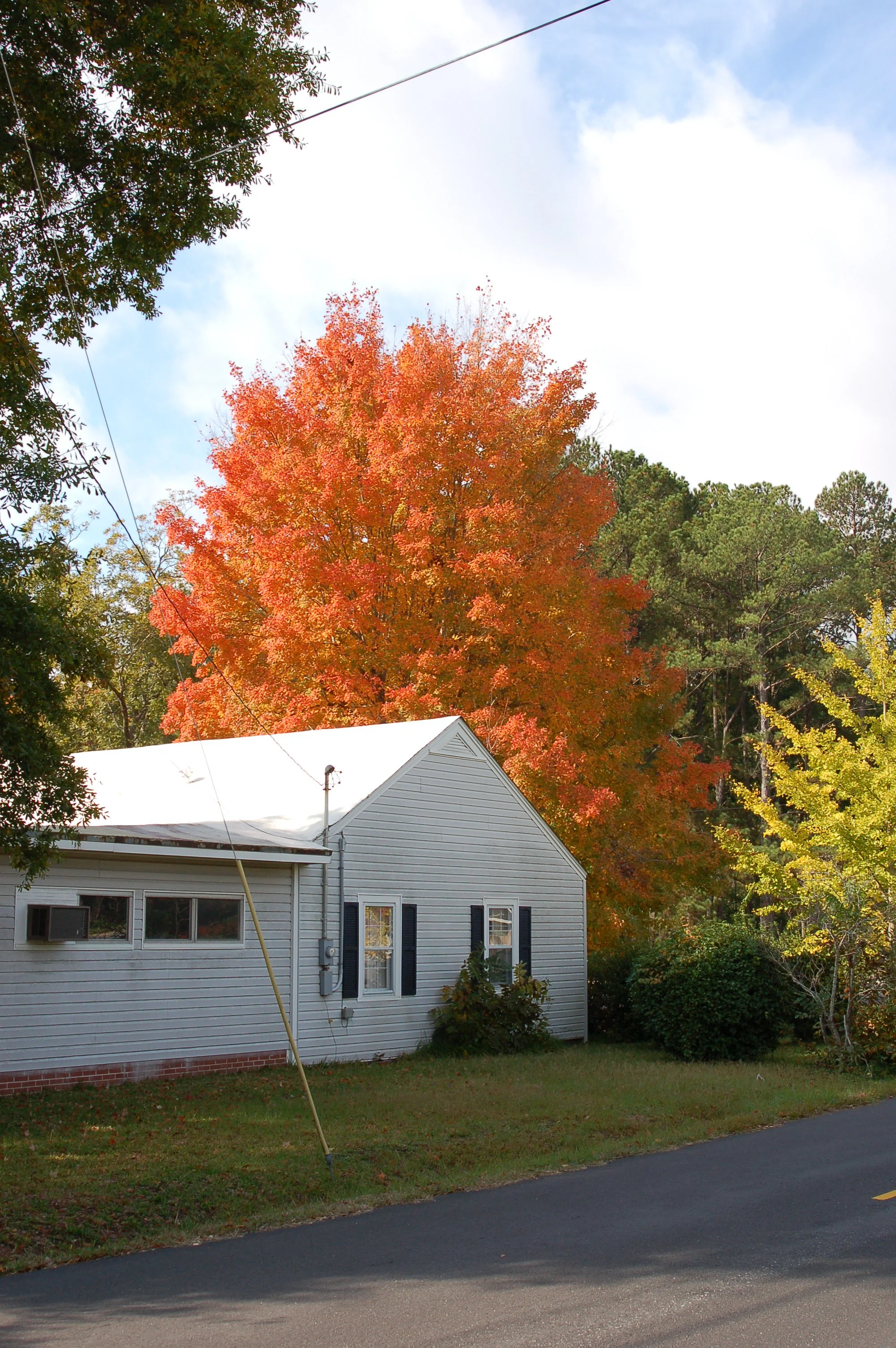 Harvest-Moon-Sugar-Maple-Acer-saccharum-fall-color-habit.jpg