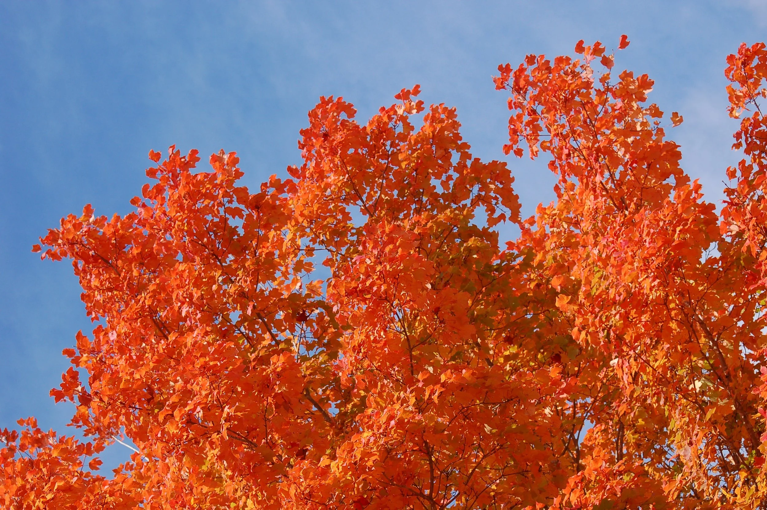 Harvest-Moon-Sugar-Maple-Acer-saccharum-fall-color-foliage-3.jpg