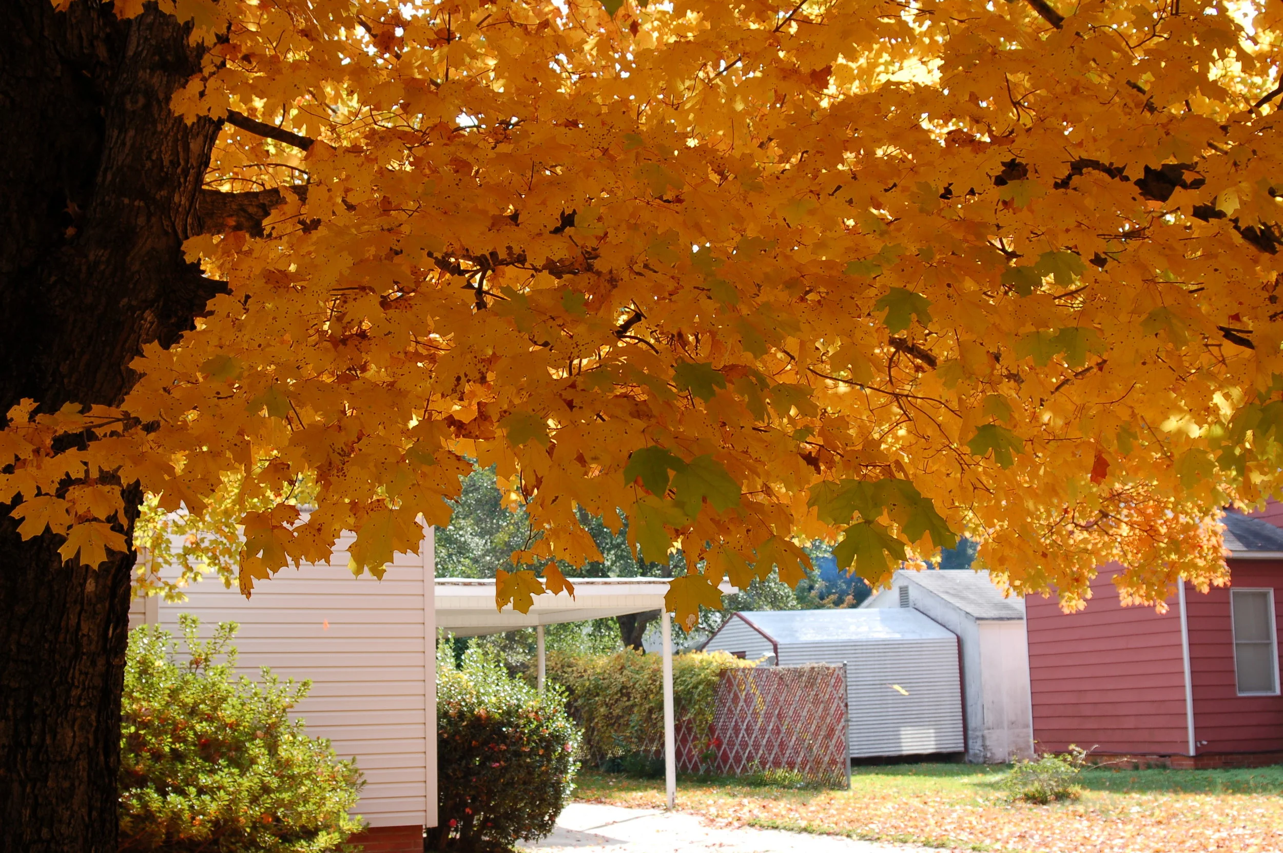 Harvest-Moon-Sugar-Maple-Acer-saccharum-fall-color-foliage-4.jpg