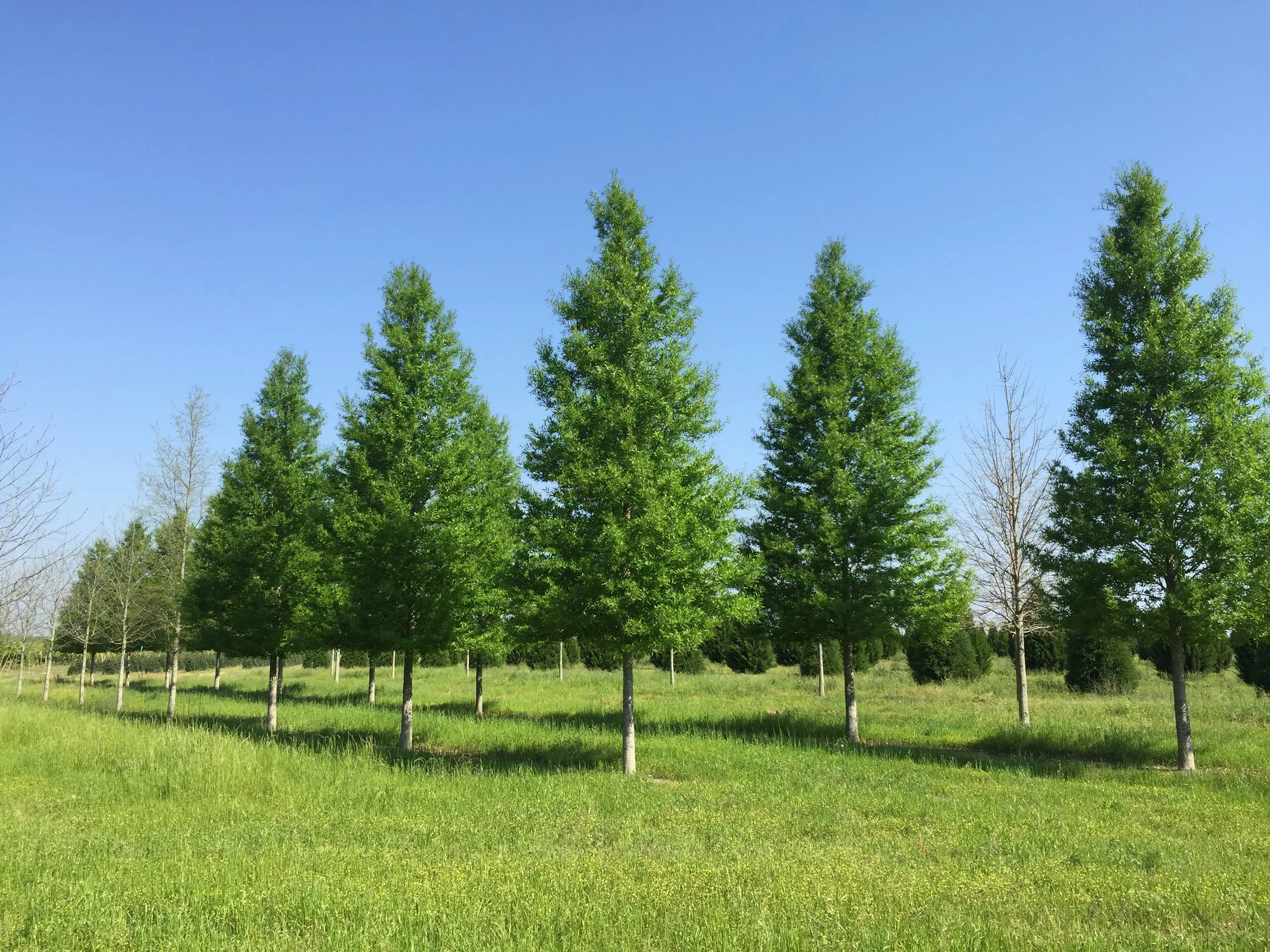 Kingpin-Willow-Oak-Quercus-phellos-big-row.jpg