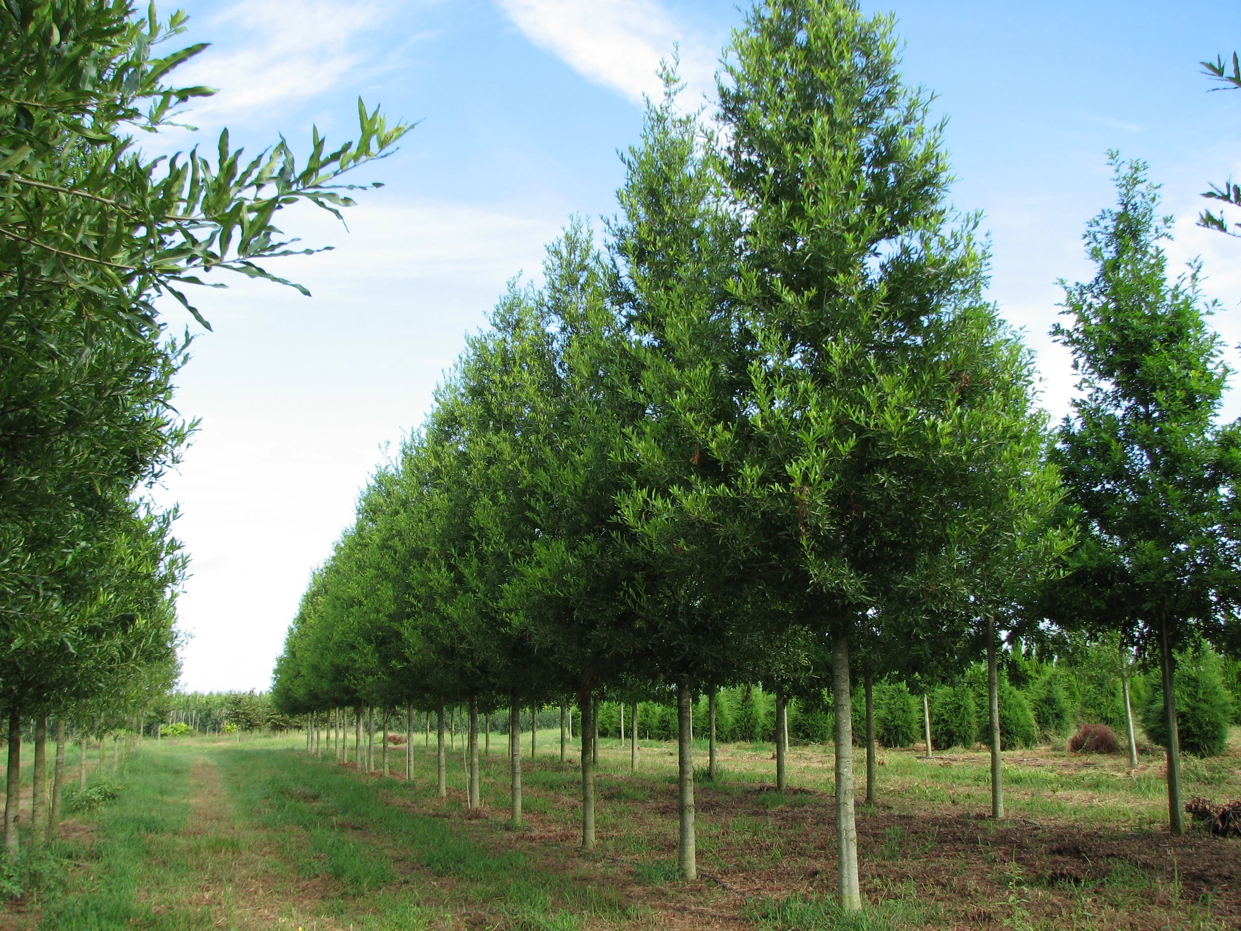 Kingpin-Willow-Oak-Quercus-phellos-row-2.jpg
