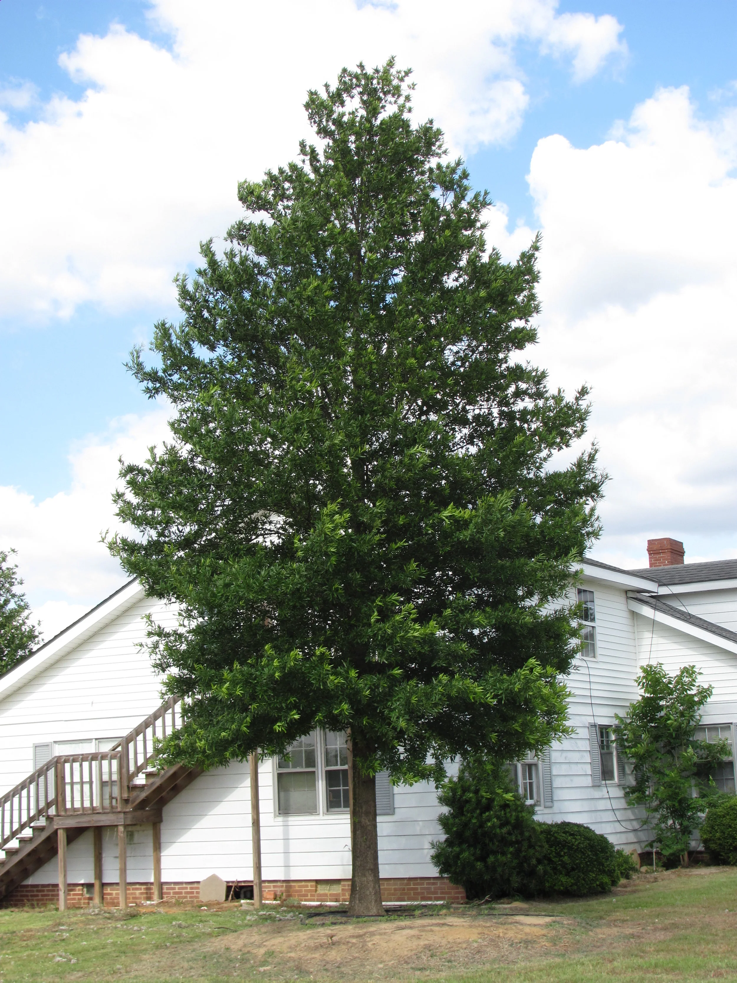 Kingpin-Willow-Oak-Quercus-phellos-habit-3.jpg