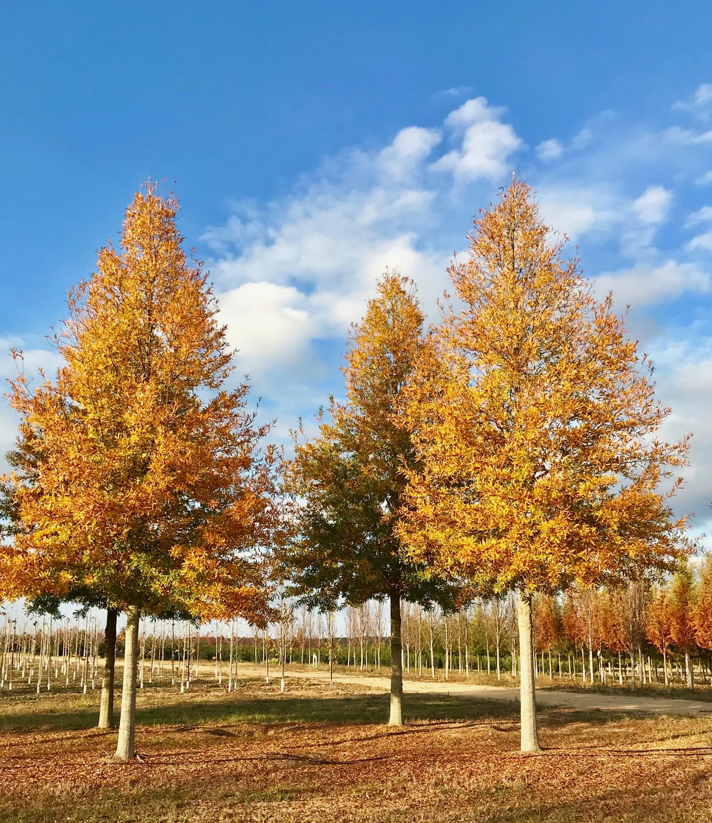 Kingpin-Willow-Oak-Quercus-phellos-fall-color-row.jpg