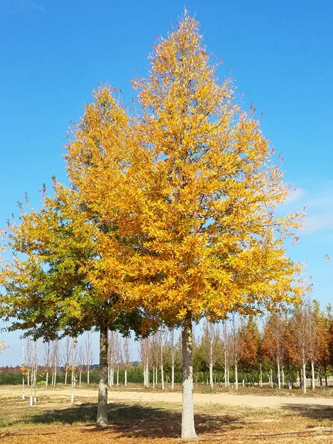 Kingpin-Willow-Oak-Quercus-phellos-fall-color-habit.jpg