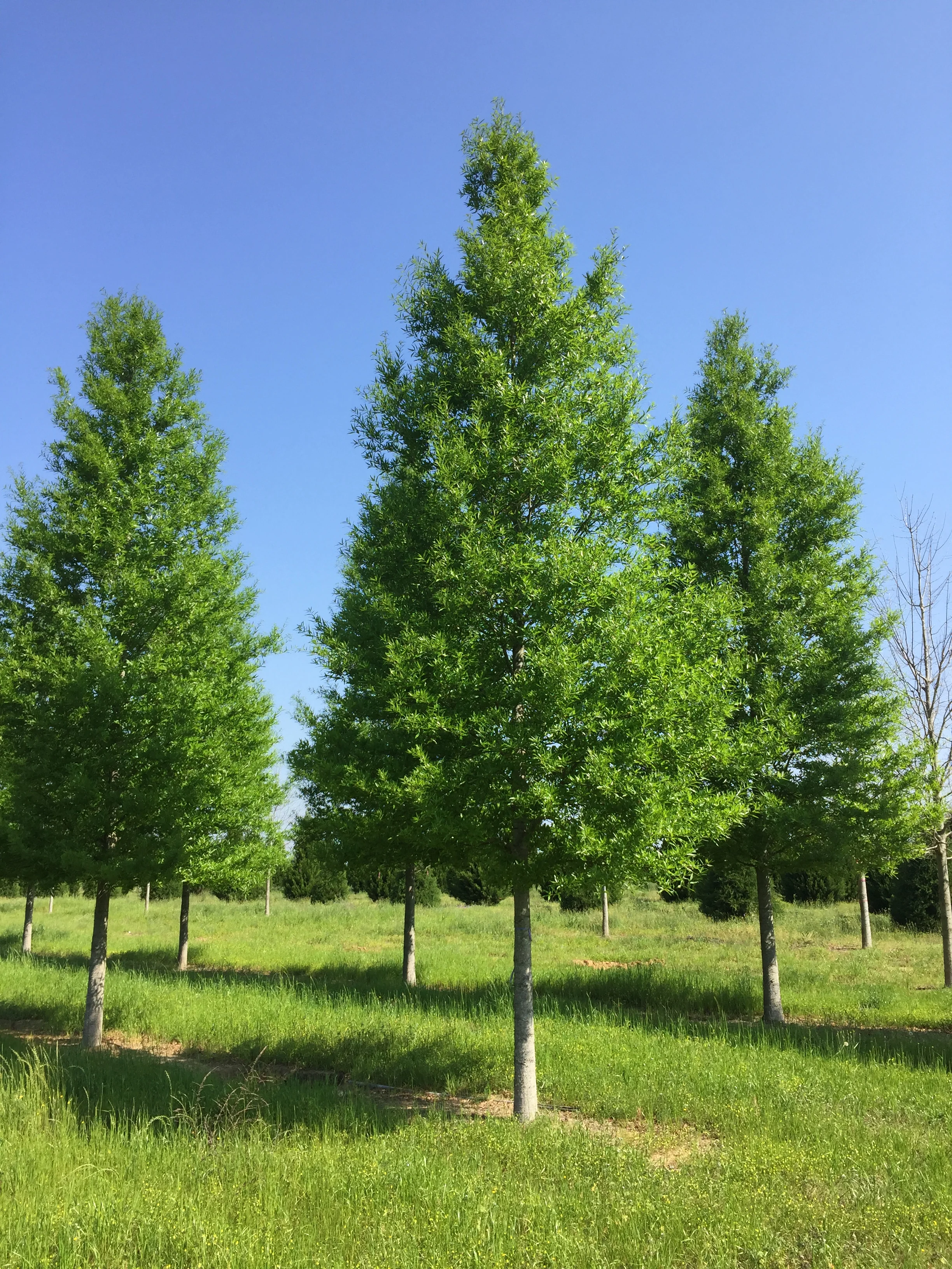 Kingpin-Willow-Oak-Quercus-phellos-row.jpg