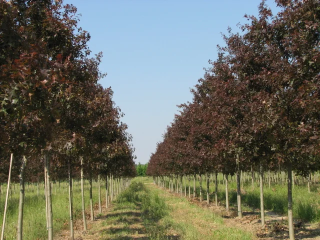 Ruby-Spring-Nuttall-Oak-Quercus-nuttallii-spring-flush-row-5.jpg