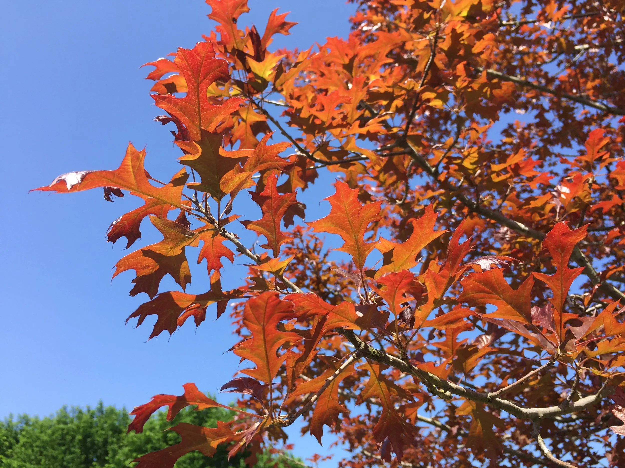 Ruby-Spring-Nuttall-Oak-Quercus-nuttallii-spring-flush.jpg