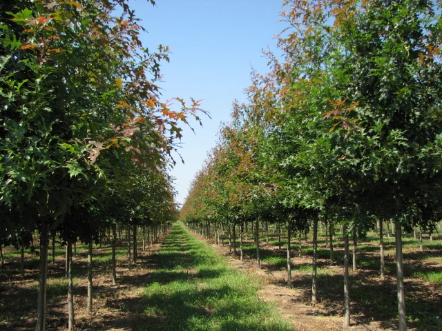 Ruby-Spring-Nuttall-Oak-Quercus-nuttallii-spring-row-2.jpg