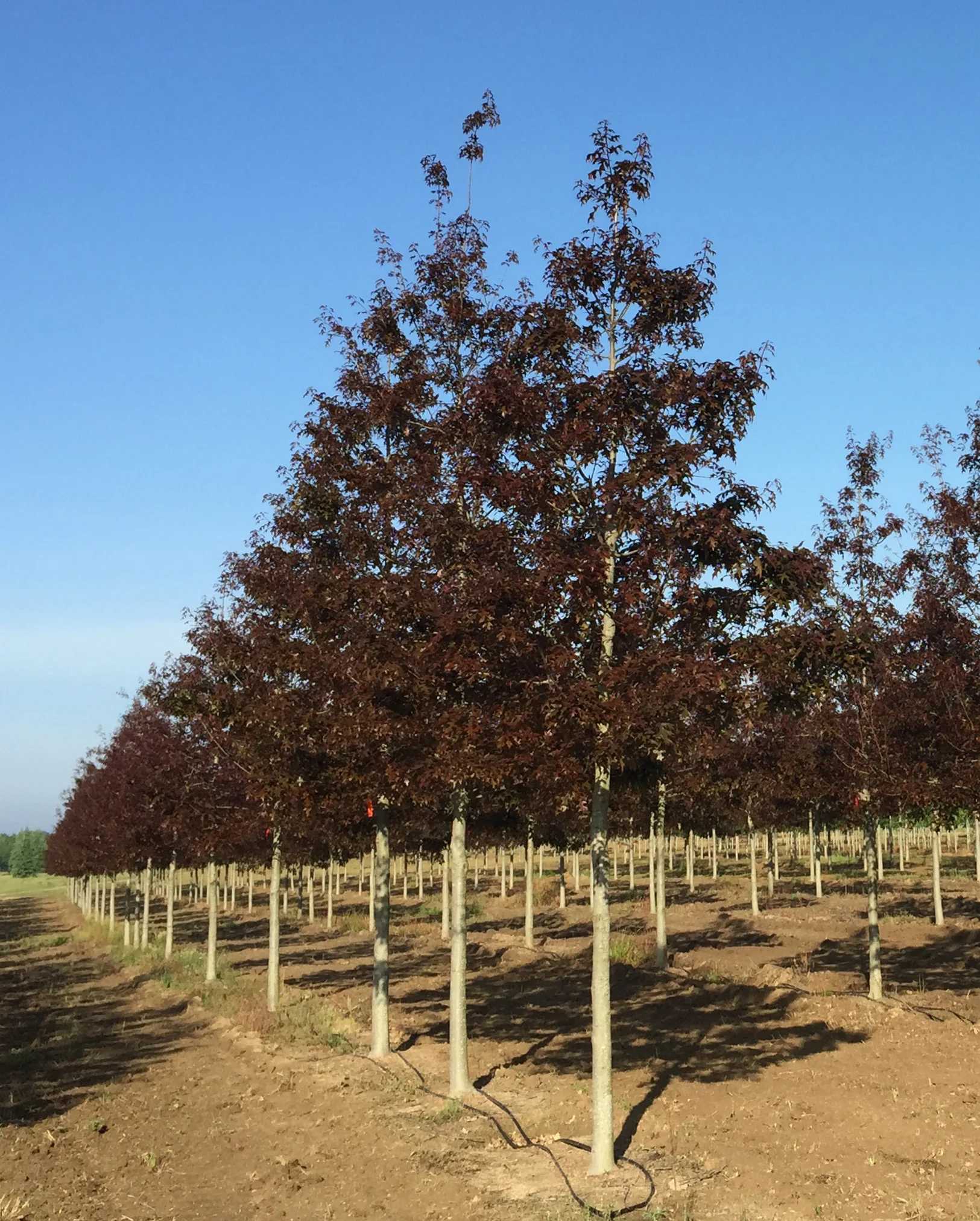 Ruby-Spring-Nuttall-Oak-Quercus-nuttallii-spring-flush-row.jpg