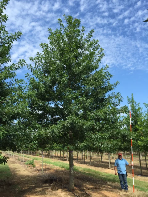 Ruby-Spring-Nuttall-Oak-Quercus-nuttallii-habit.jpg