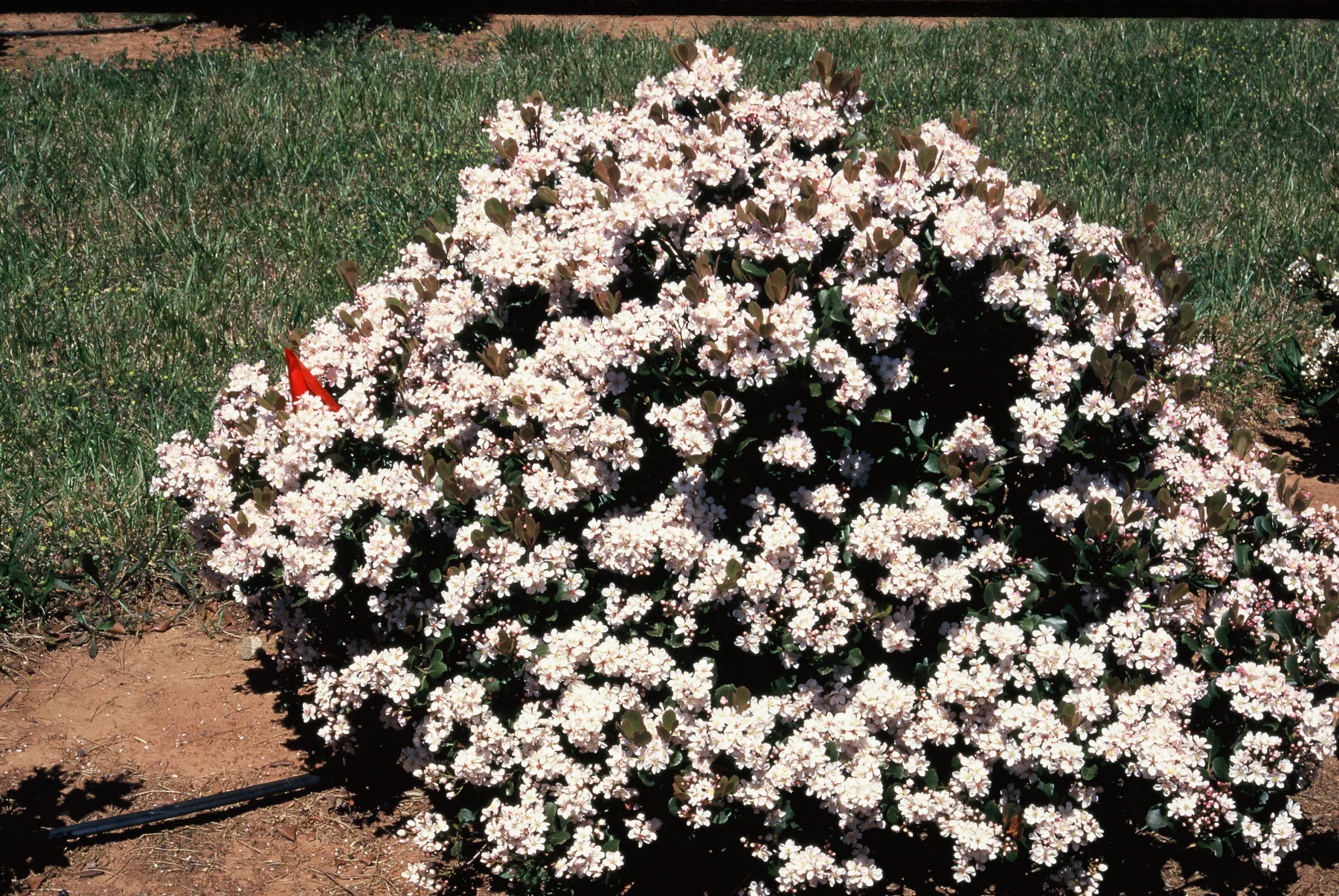 Snowcap-Indian-Hawthorn-Rhaphiolepis-flowering.jpg