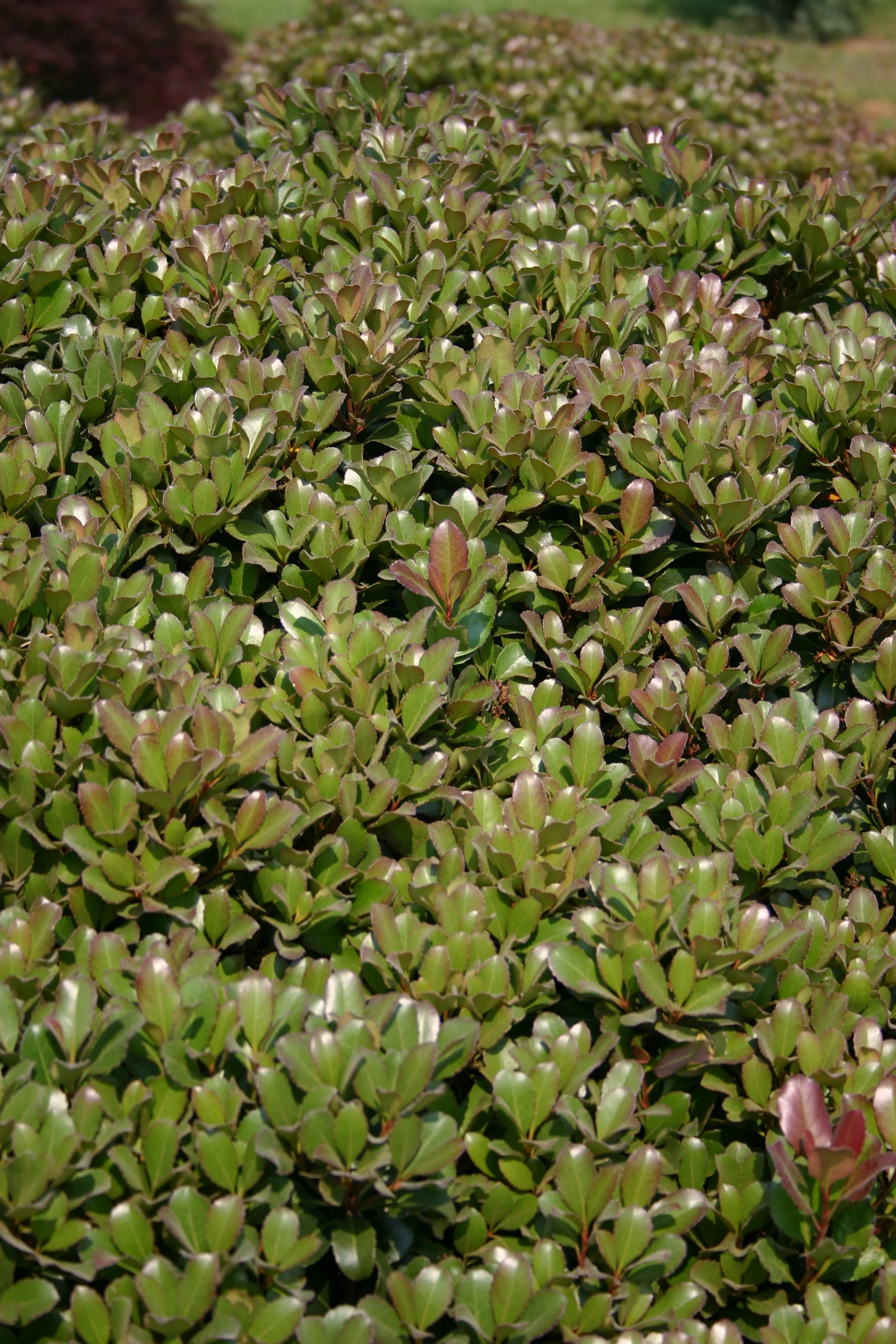 Snowcap-Indian-Hawthorn-Rhaphiolepis-foliage-3.jpg