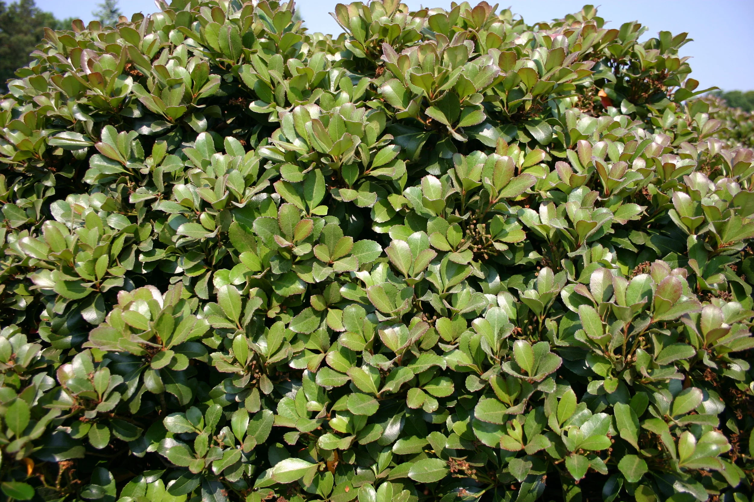 Snowcap-Indian-Hawthorn-Rhaphiolepis-foliage-2.jpg