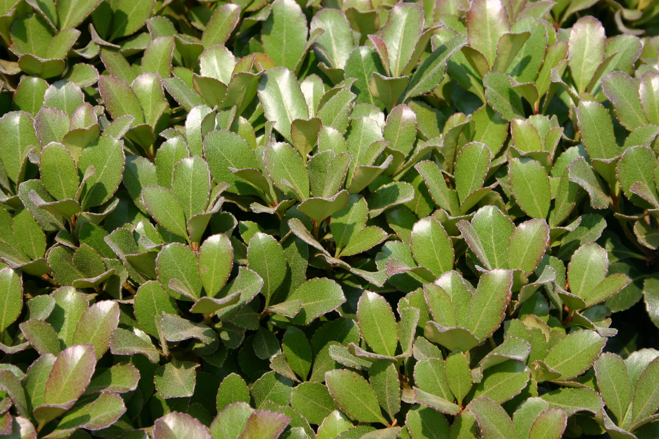 Snowcap-Indian-Hawthorn-Rhaphiolepis-foliage.jpg