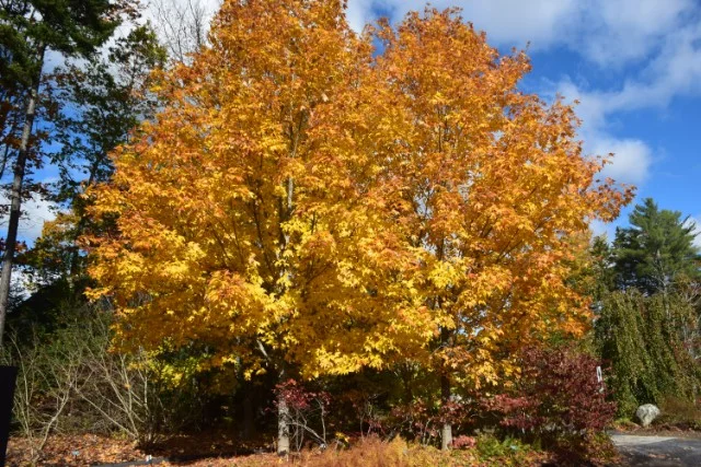 Steeple-Sugar-Maple-Acer-saccharum-fall-color-habit-4.jpg