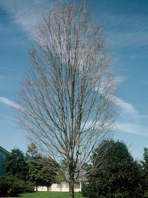 Steeple-Sugar-Maple-Acer-saccharum-winter-habit.jpg
