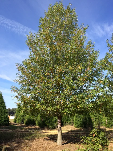 Breezeway-Nuttall-Oak-Quercus-nuttallii-Habit.jpg