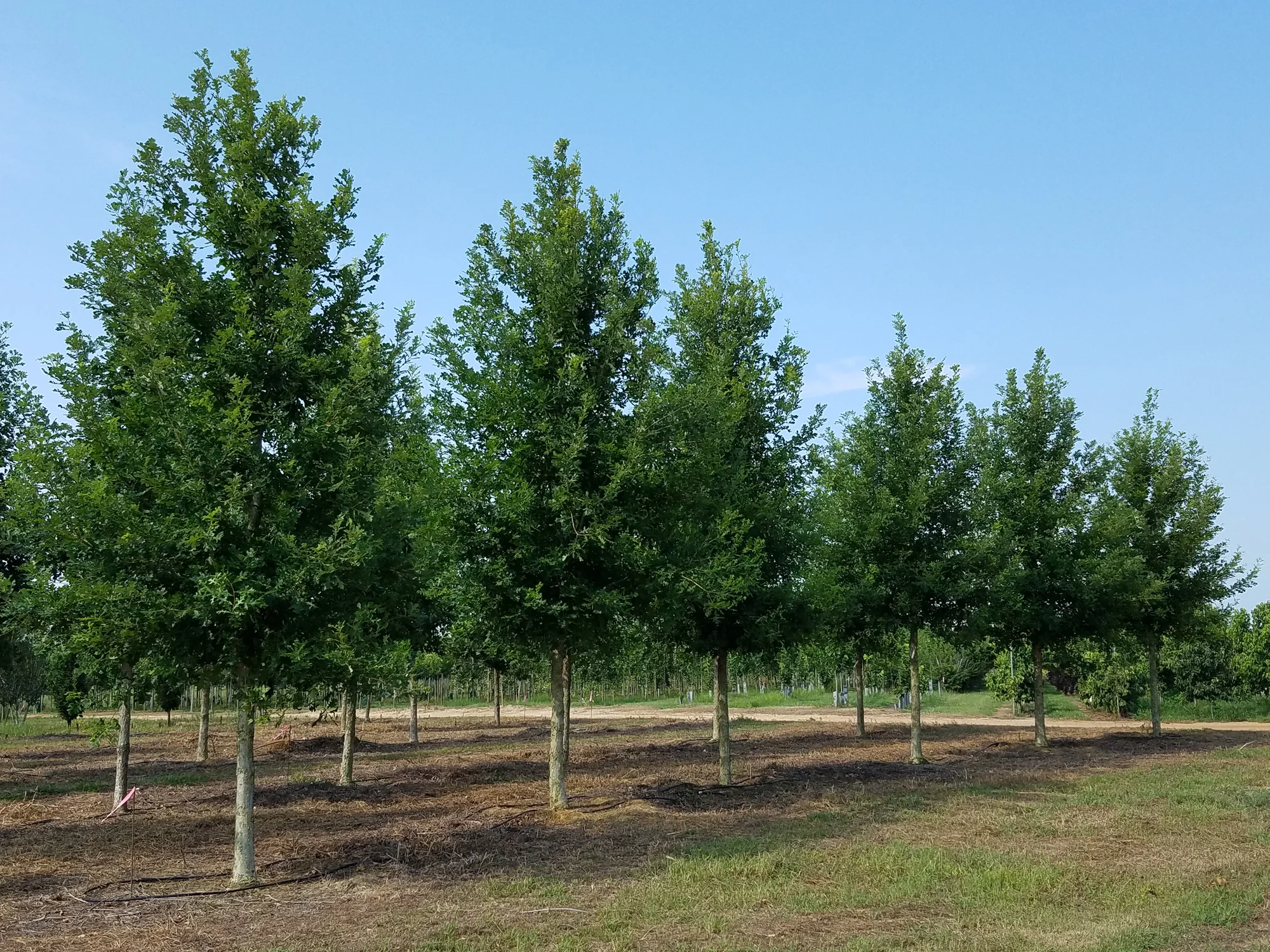 Green-Spring-Overcup-Oak-Quercus-lyrata-row-2.jpg