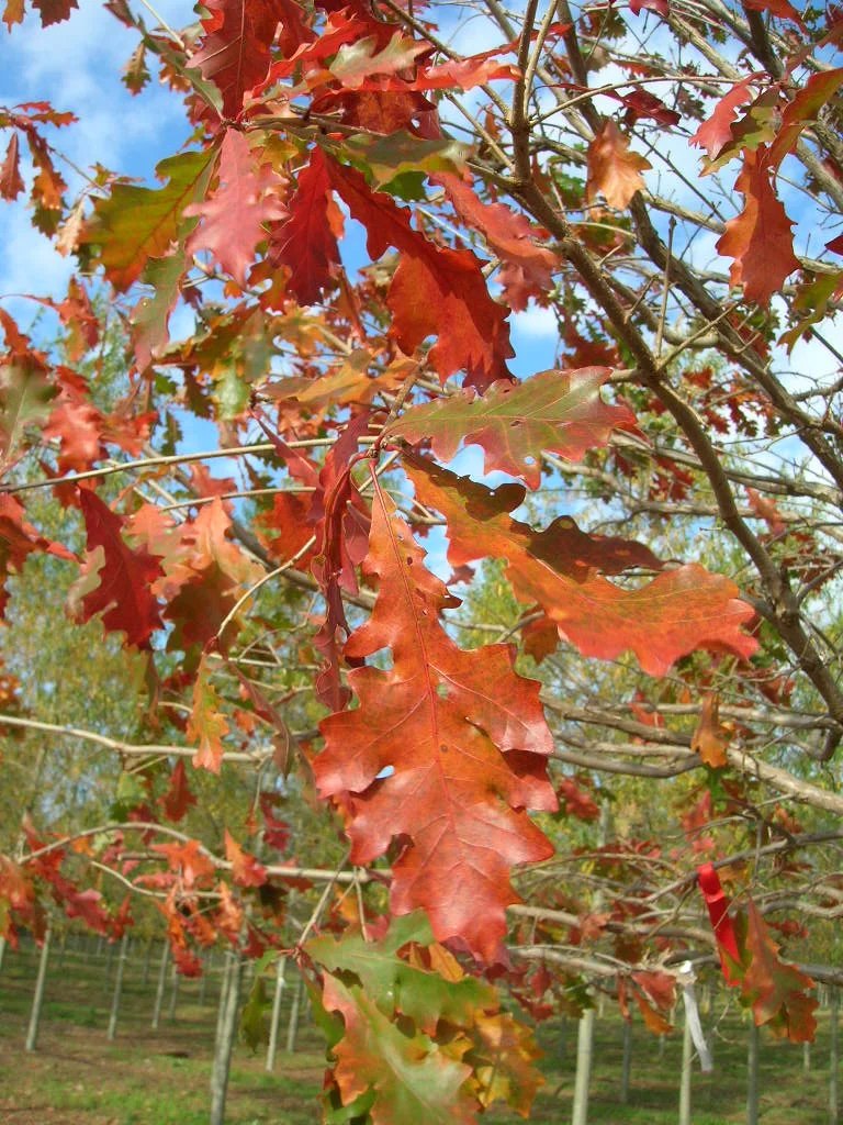 Green-Spring-Overcup-Oak-Quercus-lyrata-fall-color.jpg
