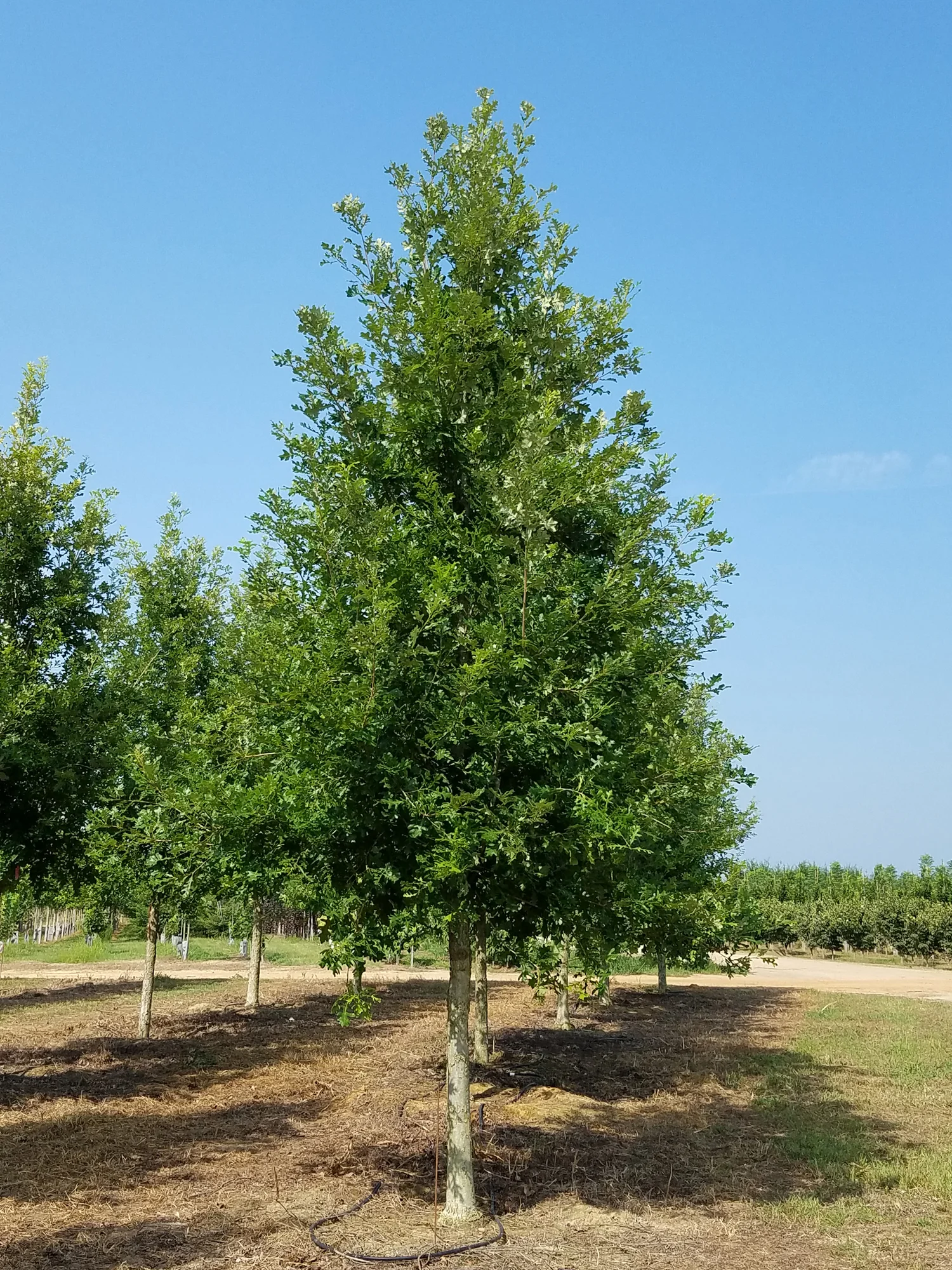 Green-Spring-Overcup-Oak-Quercus-lyrata-habit.jpg