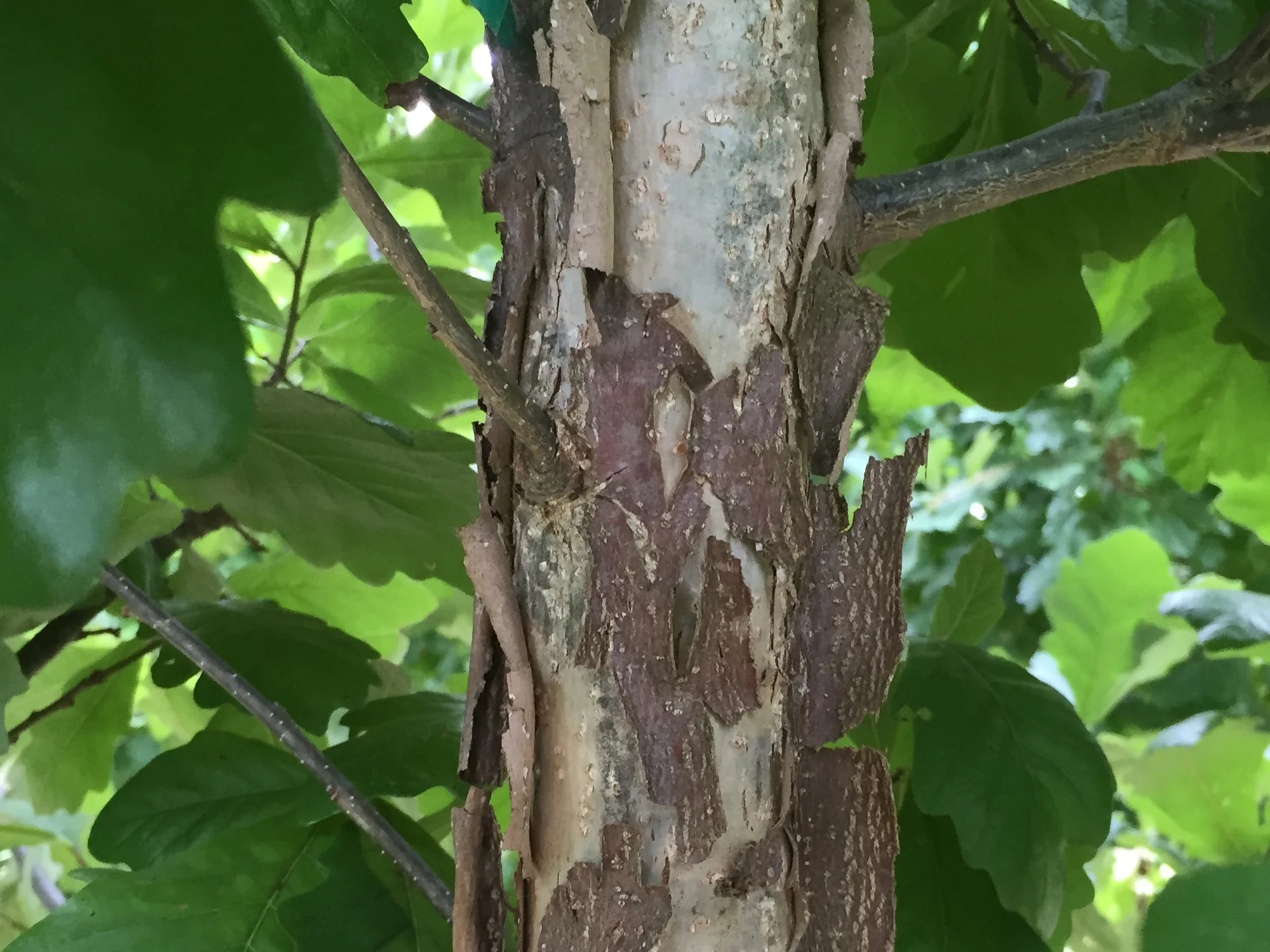 Sun-Breaker-Swamp-White-Oak-Quercus-bicolor-bark.jpg