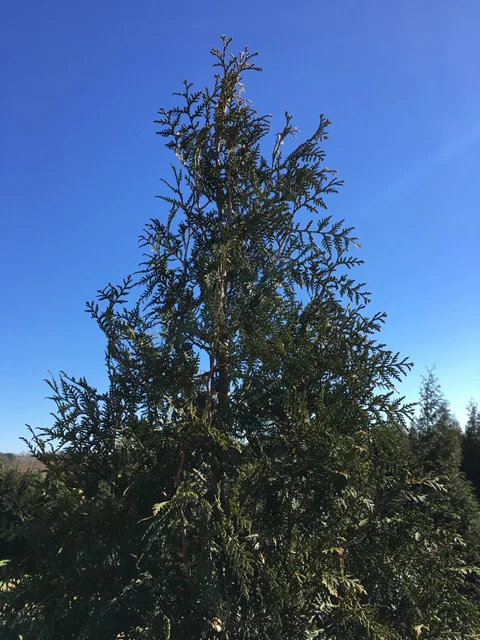 Titan_Western_Cedar_Thuja_Top.jpg