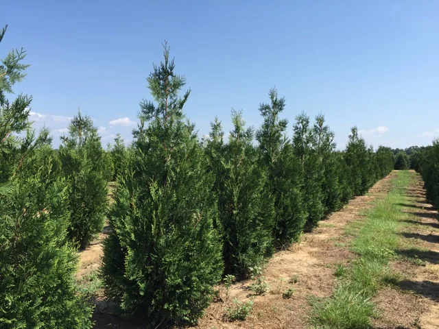 Titan_Western_Cedar_Thuja_row.jpg