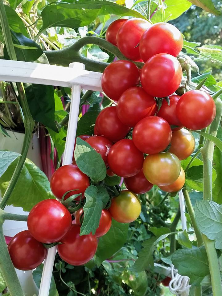 CherryCluster83016.jpg