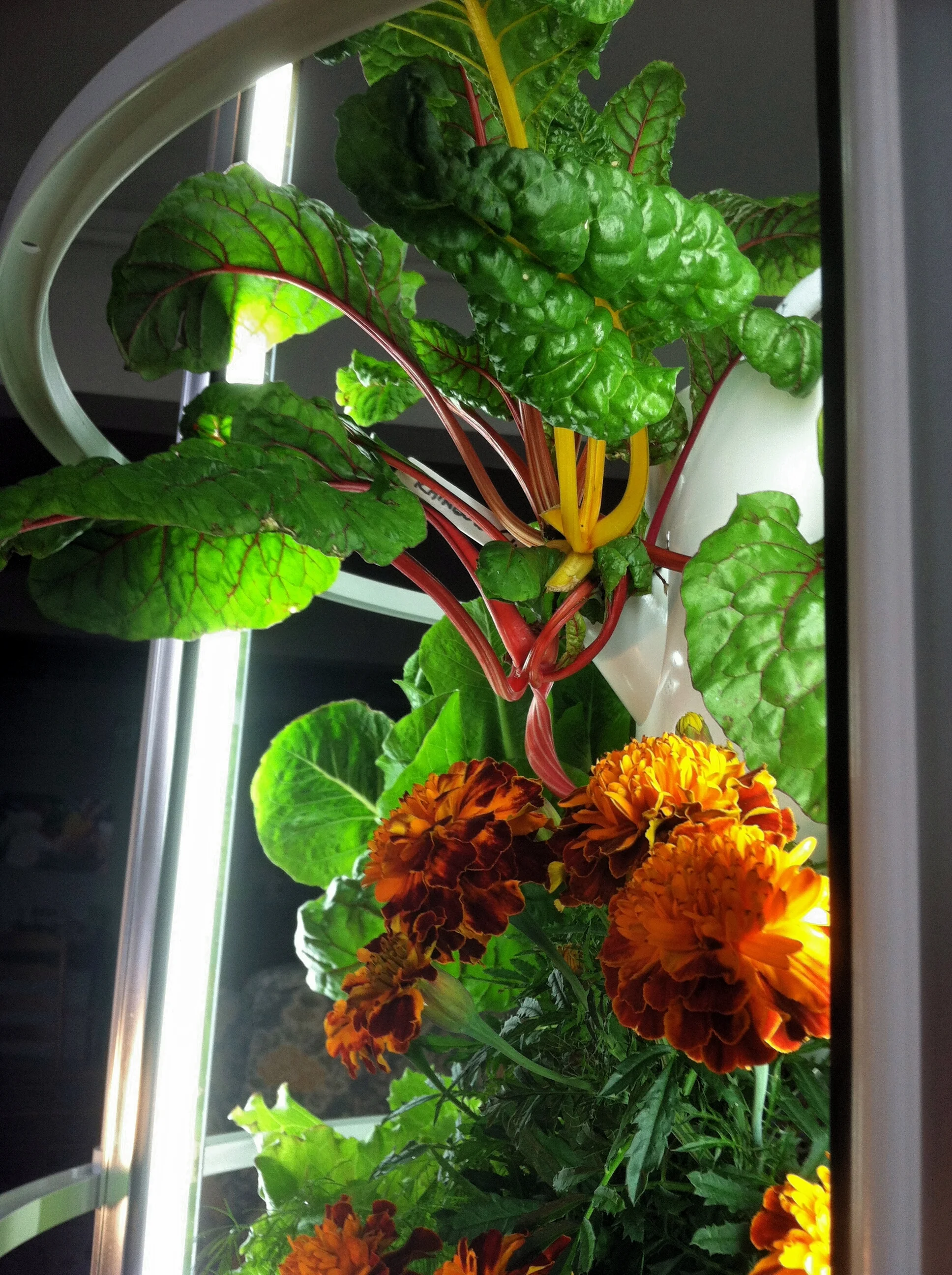 Tower Garden Vegetables Vine.jpg