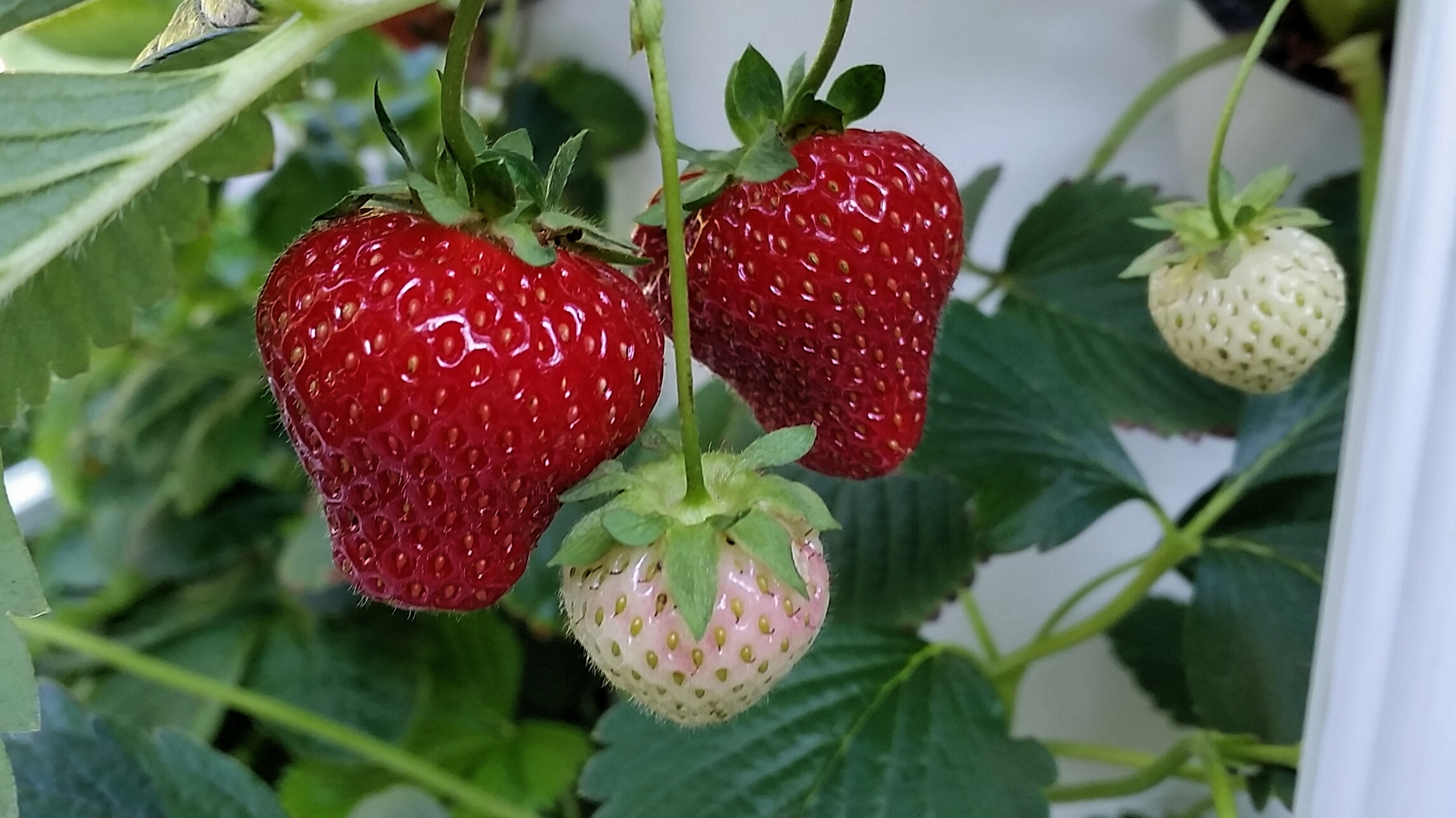 Tower Garded Strawberries.jpg