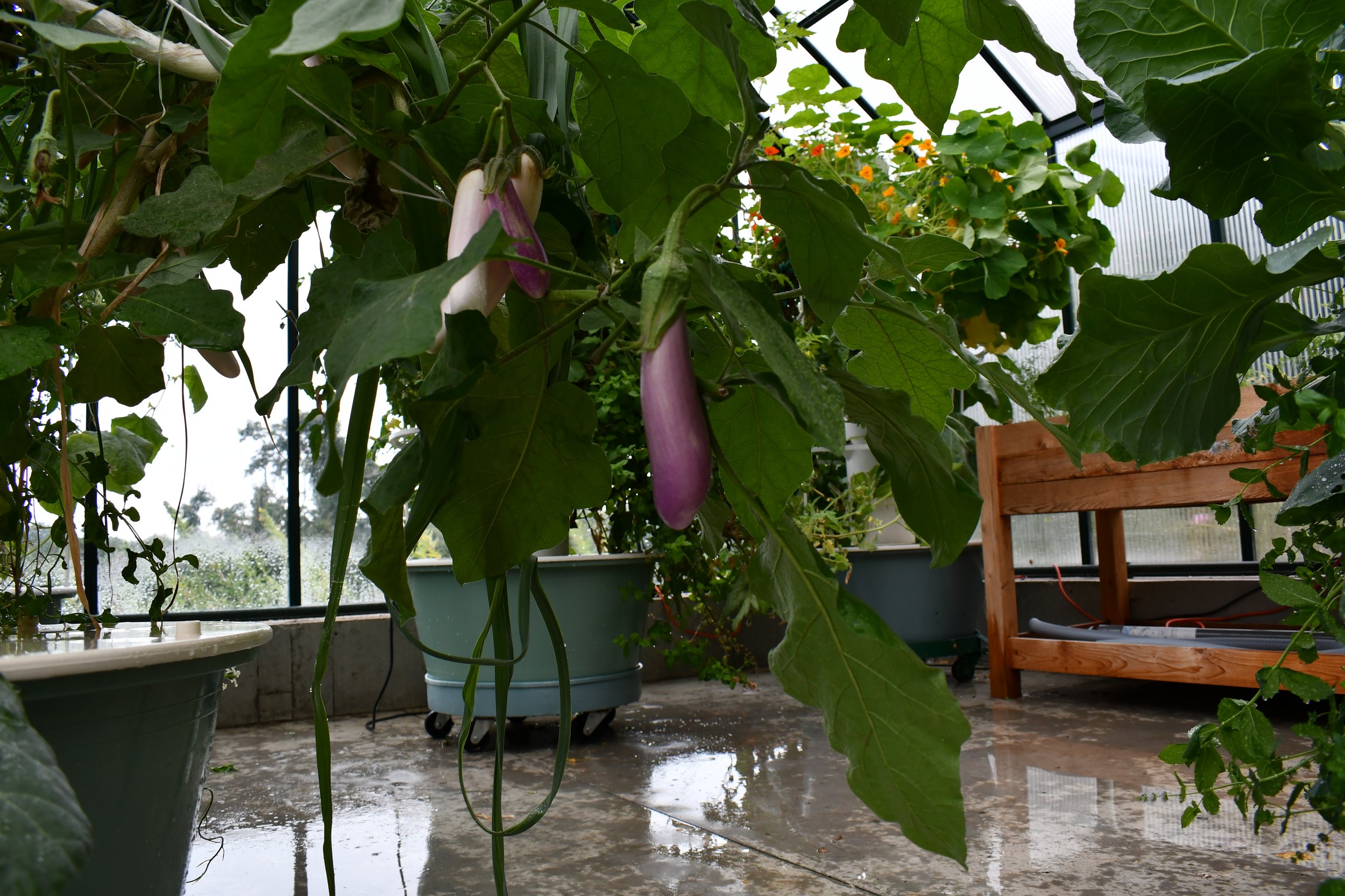 GREENHOUSE FLOOR.jpeg