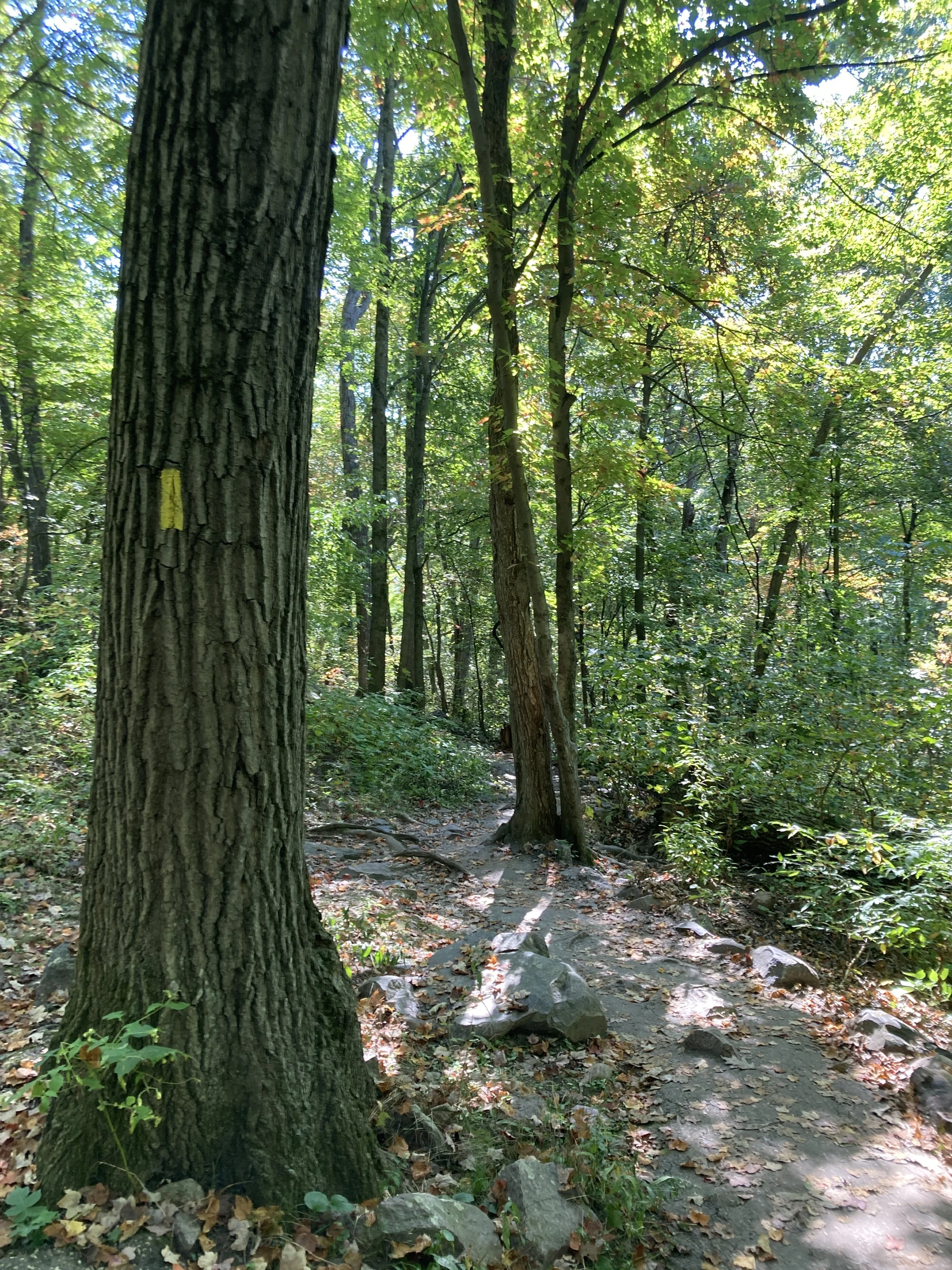 IAT blaze West Bluff.JPG