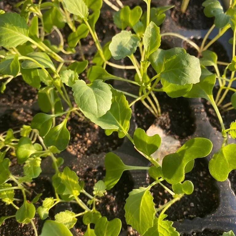 Greens are a huge part of our diet...most meals of my meals include leafy greens.  Leafy greens are best when they are fresh from your backyard. They are earthy, packed full of nutrients and it is a flavour you can only get from homegrown food. 
They
