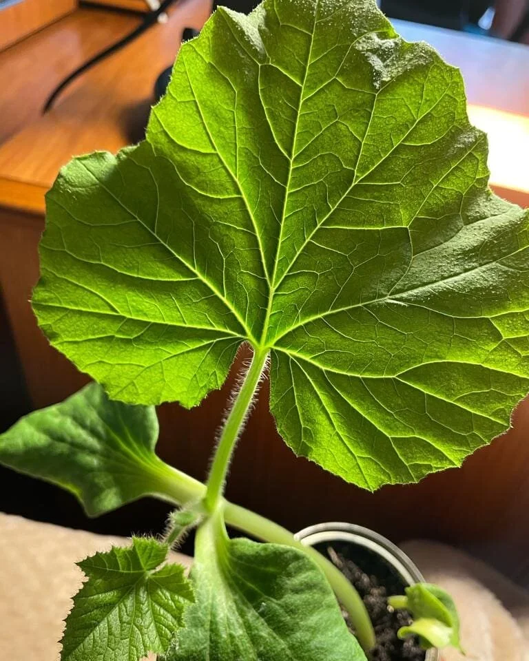 Pumpkin leaves looking rather lovely...Did you know pumpkin leaves are edible?
They are high in vitamin A and C. These can be cooked in a similar fashion to any leafy green and have a similar texture to cooked nettle.  Perfect addition to curries. I 