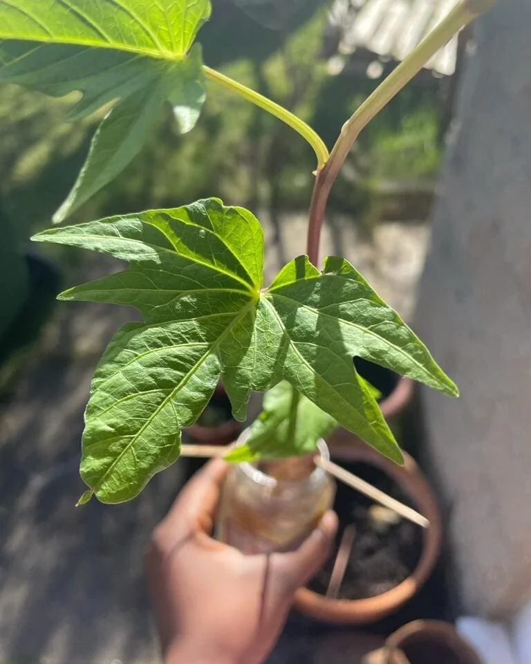 From this slip a sweet potato grew...( I  hope they grow). These are white sweet potatoes leaves, most Africans I know love a more dense sweet potato. White sweet potatoes can be cooked a million different ways. From roasted sweet potatoes, cakes, cr