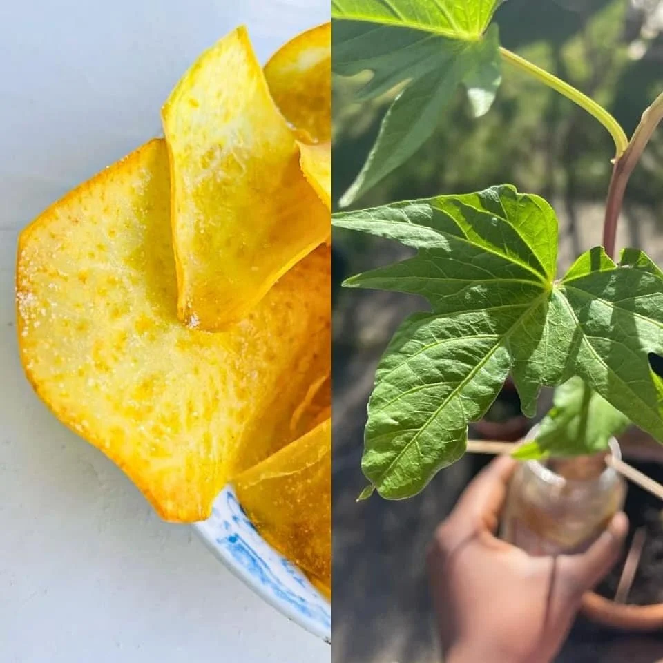 SWEET POTATO CRISPS...
From this slip a sweet potato grew...( I  hope they grow). These are white sweet potatoes leaves, most Africans I know love a more dense sweet potato. White sweet potatoes can be cooked a million different ways. From roasted sw