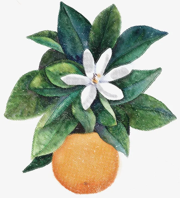 The Joinery-Orange Blossom Tattoo