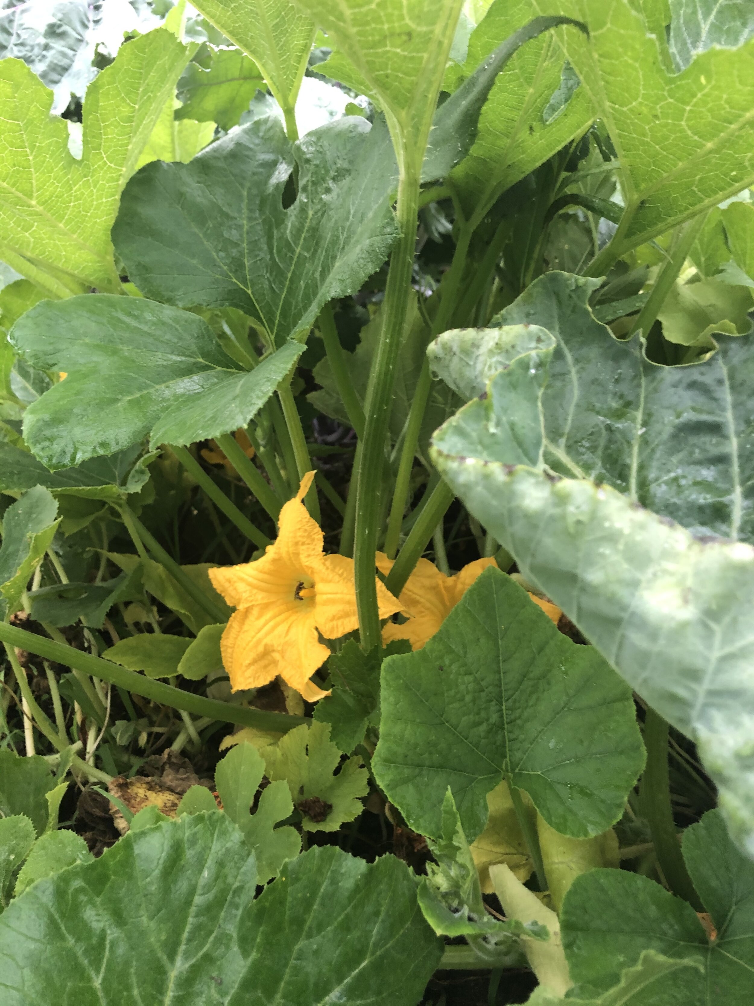 Mid Season 1/3 CSA share