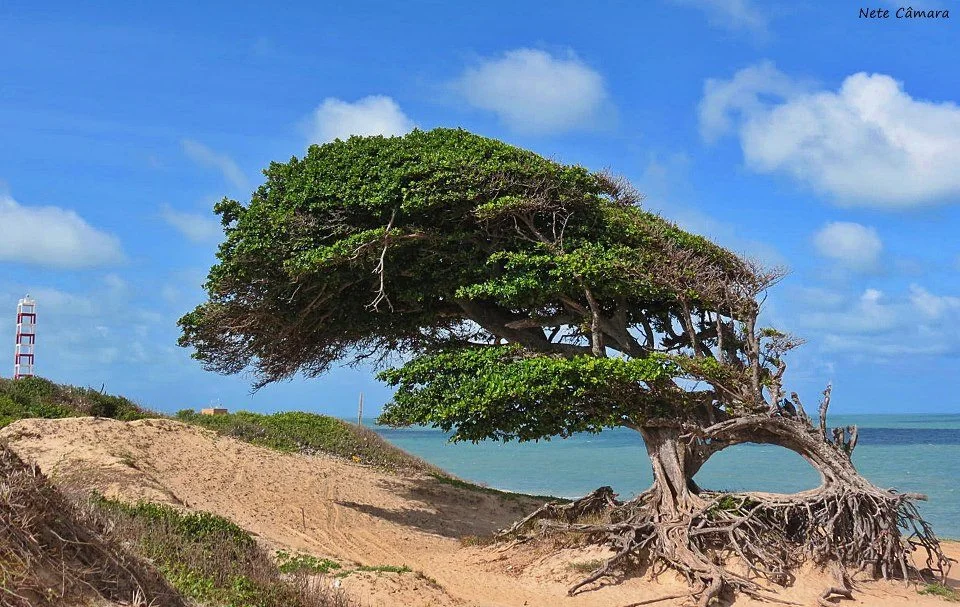 Árvore do Amor (foto disponível em https://natalpraias.com.br/litoral-norte/ )