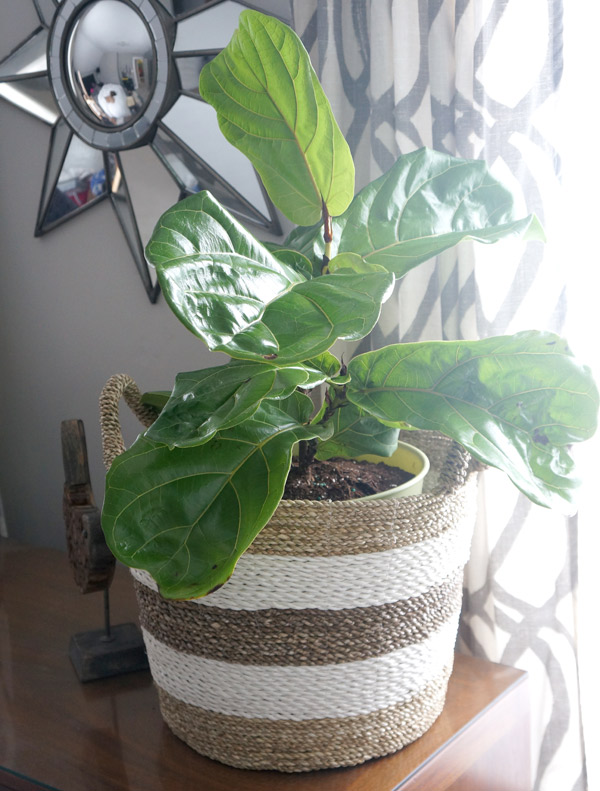 Gettin' Figgy Wit' It