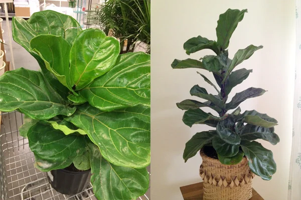 6 Months of Fiddlin'