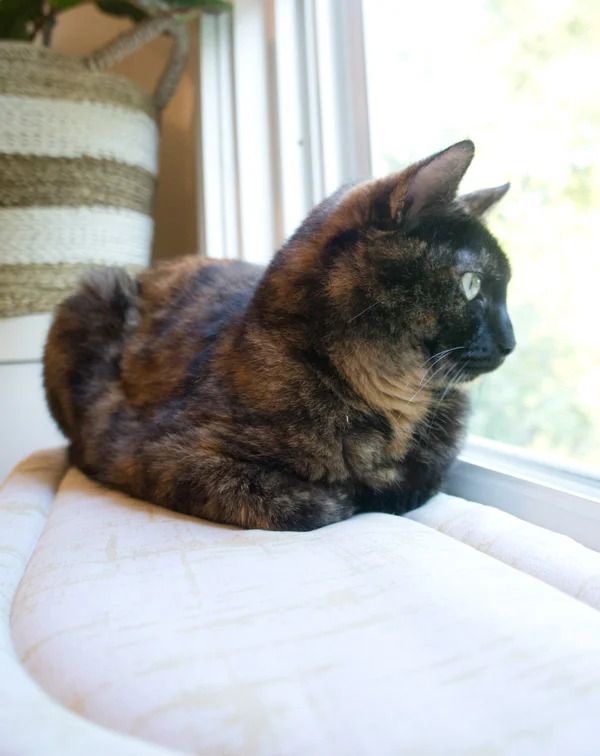 Let’s Get Catty- part 2